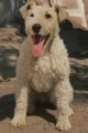 Мило