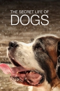 Постер Тайная жизнь собак (Secret Life of Dogs)