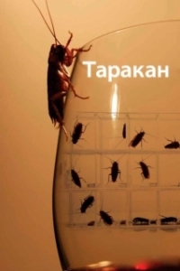 
Таракан (2019) 