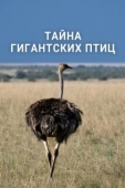 Постер Тайна гигантских птиц (2024)