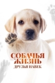 Постер Собачья жизнь: Друзья навек (2023)