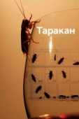 Постер Таракан (2010)