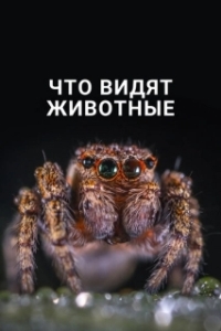 Постер Что видят животные (What Animals See)
