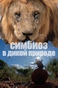 Постер Симбиоз в дикой природе (Connection)