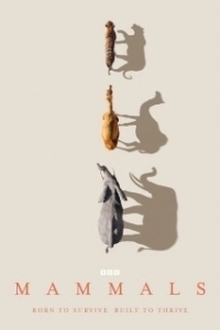 Постер Млекопитающие (Mammals)