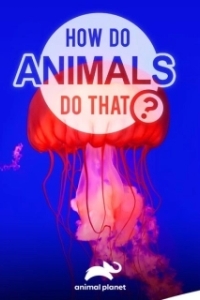 Постер Удивительный мир животных (How do Animals do That)